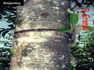 Ringbark Protection 09 Photosynthesis & plant structures | PPT