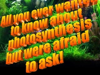 All you ever wanted  to know about photosynthesis  but were afraid  to ask! 