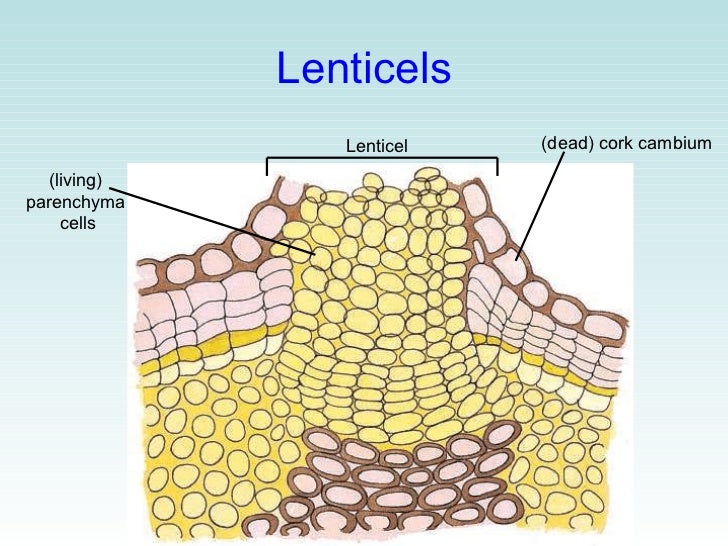 09 Photosynthesis & plant structures