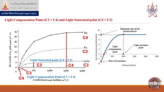 Compention Point photosynthesis_posn64_kruwichai.pdf