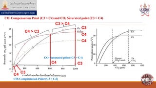 Compention Point photosynthesis_posn64_kruwichai.pdf