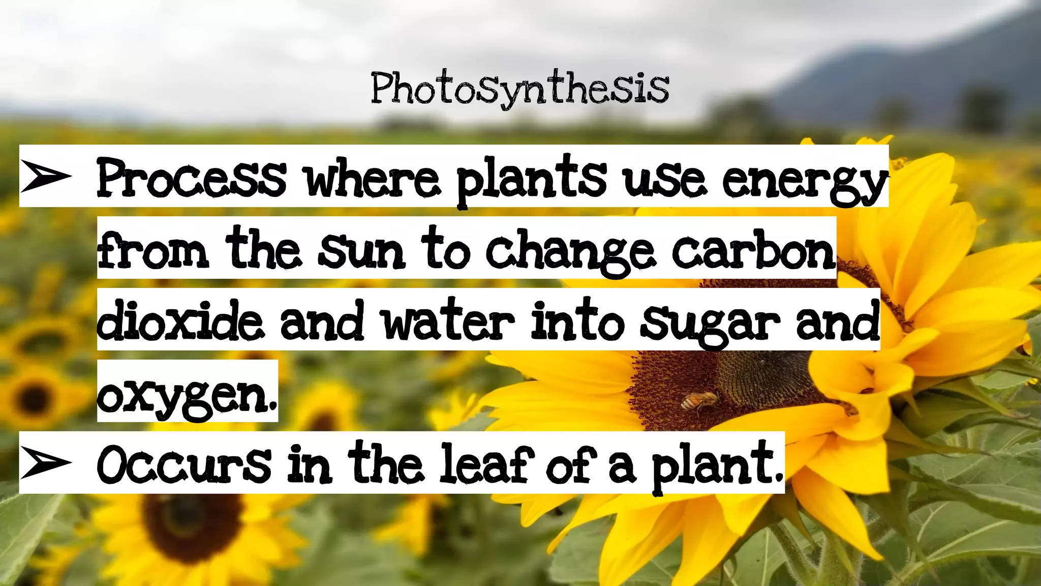 PhotosynthesisPowerPoint1.pdf