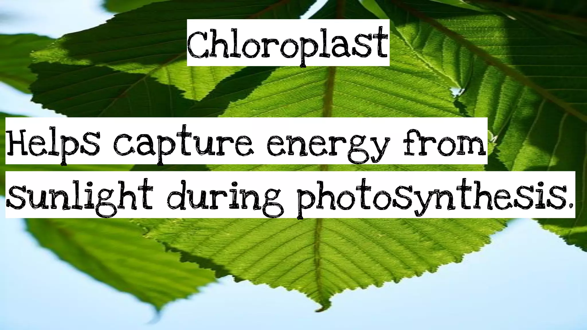 PhotosynthesisPowerPoint1.pdf