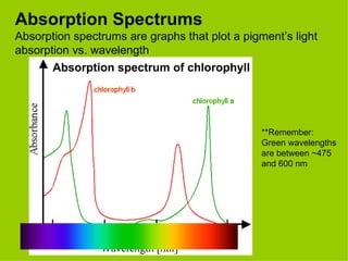 Absorption Spectrums Absorption spectrums are graphs that plot a pigment’s light absorption vs. wavelength Absorption spectrum of chlorophyll **Remember: Green wavelengths are between  ~ 475 and 600 nm 