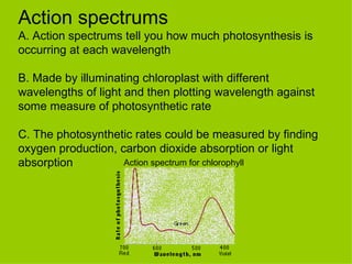 Action spectrums A. Action spectrums tell you how much photosynthesis is occurring at each wavelength B. Made by illuminating chloroplast with different wavelengths of light and then plotting wavelength against some measure of photosynthetic rate C. The photosynthetic rates could be measured by finding oxygen production, carbon dioxide absorption or light absorption Action spectrum for chlorophyll 