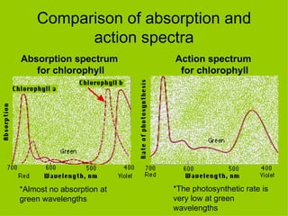 Comparison of absorption and action spectra Absorption spectrum  for chlorophyll Action spectrum  for chlorophyll *Almost no absorption at  green wavelengths *The photosynthetic rate is very low at green wavelengths 