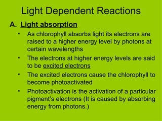 Light Dependent Reactions Light absorption As chlorophyll absorbs light its electrons are raised to a higher energy level by photons at certain wavelengths The electrons at higher energy levels are said to be  excited electrons The excited electrons cause the chlorophyll to become photoactivated Photoactivation is the activation of a particular pigment’s electrons (It is caused by absorbing energy from photons.) 