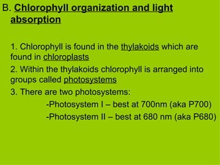 B.  Chlorophyll organization and light absorption 1. Chlorophyll is found in the  thylakoids  which are found in  chloroplasts 2. Within the thylakoids chlorophyll is arranged into groups called  photosystems 3. There are two photosystems: -Photosystem I – best at 700nm (aka P700) -Photosystem II – best at 680 nm (aka P680) 