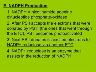 E. NADPH Production 1. NADPH = nicotinamide adenine dinucleotide phosphate-oxidase 2. After PS I accepts the electrons that were donated by PS II (the ones that went through the ETC), PS I becomes photoactivated 3. Next PS I donates its excited electrons to  NADP+ reductase via another ETC 4. NADP+ reductase is an enzyme that assists in the reduction of NADPH 