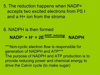 5. The reduction happens when NADP+ accepts two excited electrons from PS I and a H+ ion from the stroma 6. NADPH is then formed NADP +  + H +  + 2E - NADP +  reductase NADPH ***Non-cyclic electron flow is responsible for generation of NADPH and ATP*** The purpose of NADPH and ATP production is to provide reducing power and chemical energy to drive the Calvin cycle (to make sugar) 