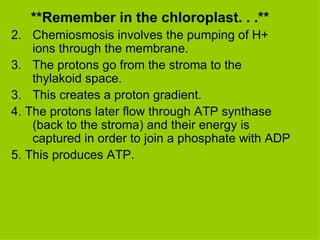 **Remember in the chloroplast. . .**  Chemiosmosis involves the pumping of H+ ions through the membrane. The protons go from the stroma to the thylakoid space.  3.  This creates a proton gradient.  4. The protons later flow through ATP synthase (back to the stroma) and their energy is captured in order to join a phosphate with ADP 5. This produces ATP. 