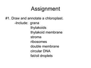Assignment #1. Draw and annotate a chloroplast. -Include:  grana   thylakoids   thylakoid membrane   stroma   ribosomes   double membrane   circular DNA   fat/oil droplets 
