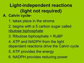 Light-independent reactions (light not required) Calvin cycle- 1. takes place in the stroma 2. begins with a 5 carbon sugar called  ribulose biphosphate 3. Ribulose biphosphate = RuBP 4. ATP and NADPH from the light dependent reactions drive the Calvin cycle 5. ATP provides the energy 6. NADPH provides reducing power 