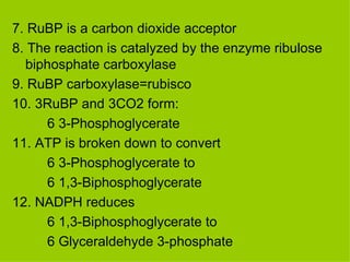 7. RuBP is a carbon dioxide acceptor 8. The reaction is catalyzed by the enzyme ribulose biphosphate carboxylase 9. RuBP carboxylase=rubisco 10. 3RuBP and 3CO2 form:  6 3-Phosphoglycerate 11. ATP is broken down to convert 6 3-Phosphoglycerate to  6 1,3-Biphosphoglycerate 12. NADPH reduces  6 1,3-Biphosphoglycerate to  6 Glyceraldehyde 3-phosphate 