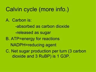 Calvin cycle (more info.) Carbon is: -absorbed as carbon dioxide -released as sugar B. ATP=energy for reactions NADPH=reducing agent C. Net sugar production per turn (3 carbon dioxide and 3 RuBP) is 1 G3P. 