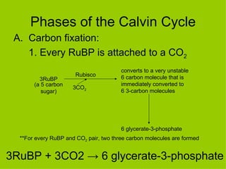 Phases of the Calvin Cycle Carbon fixation: 1. Every RuBP is attached to a CO 2 3RuBP Rubisco 3CO 2 (a 5 carbon sugar) converts to a very unstable 6 carbon molecule that is immediately converted to  6 3-carbon molecules 6 glycerate-3-phosphate **For every RuBP and CO 2  pair, two three carbon molecules are formed 3RuBP + 3CO2  -> 6 glycerate-3-phosphate 