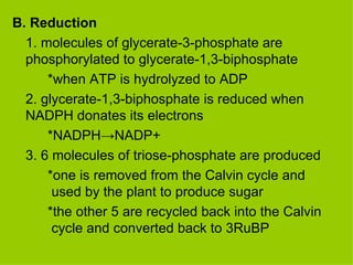 B. Reduction 1. molecules of glycerate-3-phosphate are phosphorylated to glycerate-1,3-biphosphate *when ATP is hydrolyzed to ADP 2. glycerate-1,3-biphosphate is reduced when NADPH donates its electrons *NADPH ->NADP+ 3. 6 molecules of triose-phosphate are produced *one is removed from the Calvin cycle and     used by the plant to produce sugar *the other 5 are recycled back into the Calvin     cycle and converted back to 3RuBP 