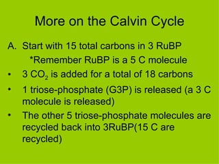 More on the Calvin Cycle Start with 15 total carbons in 3 RuBP  *Remember RuBP is a 5 C molecule 3 CO 2  is added for a total of 18 carbons 1 triose-phosphate (G3P) is released (a 3 C molecule is released) The other 5 triose-phosphate molecules are recycled back into 3RuBP(15 C are recycled) 