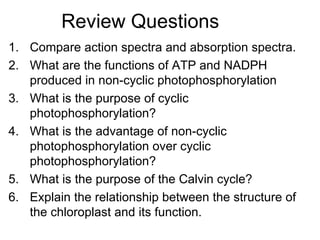 Review Questions  Compare action spectra and absorption spectra. What are the functions of ATP and NADPH produced in non-cyclic photophosphorylation What is the purpose of cyclic photophosphorylation? What is the advantage of non-cyclic photophosphorylation over cyclic photophosphorylation? What is the purpose of the Calvin cycle? Explain the relationship between the structure of the chloroplast and its function. 