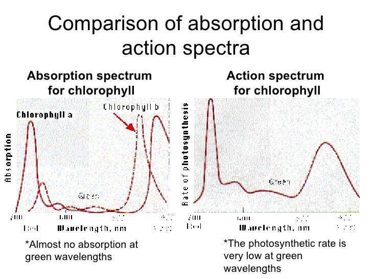 Photosynthesis power point