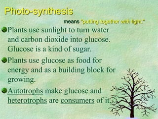 Plants use sunlight to turn water
and carbon dioxide into glucose.
Glucose is a kind of sugar.
Plants use glucose as food ...