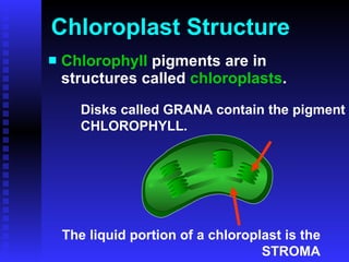 Chloroplast Structure Chlorophyll  pigments are in structures called  chloroplasts . Disks called GRANA contain the pigment CHLOROPHYLL. The liquid portion of a chloroplast is the STROMA 