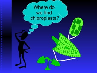Where do  we   find  chloroplasts? 