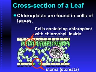 Cross-section of a Leaf Chloroplasts are found in cells of leaves. stoma (stomata) Cells containing chloroplast with chlorophyll inside 
