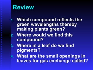 Review Which compound reflects the green wavelengths thereby making plants green? Where would we find this compound?  Where in a leaf do we find pigments? What are the small openings in leaves for gas exchange called? 