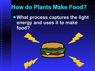 How do Plants Make Food? What process captures the light energy and uses it to make food? 