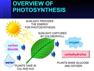 overview of photosynthesis OVERVIEW OF PHOTOSYNTHESIS PLANTS TAKE IN CO 2  AND H 2 O PLANTS MAKE GLUCOSE  AND OXYGEN SUNLIGHT PROVIDES  THE ENERGY  FOR PHOTOSYNTHESIS light SUNLIGHT CAPTURED BY CHLOROPHYLL water carbon dioxide carbohydrates oxygen 