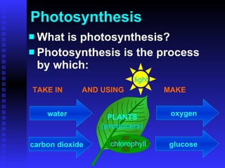 Photosynthesis What is photosynthesis? Photosynthesis is the process by which: water carbon dioxide oxygen glucose TAKE IN AND USING MAKE PLANTS (producers) light chlorophyll 