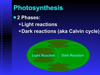 Photosynthesis 2 Phases: Light reactions Dark reactions (aka Calvin cycle) Light Reaction Dark Reaction 