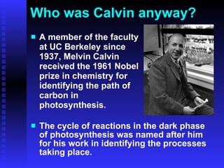 Who was Calvin anyway? A member of the faculty at UC Berkeley since 1937, Melvin Calvin received the 1961 Nobel prize in chemistry for identifying the path of carbon in photosynthesis. The cycle of reactions in the dark phase of photosynthesis was named after him for his work in identifying the processes taking place. 