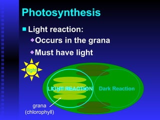 Photosynthesis Light reaction: Occurs in the grana Must have light light Light Reaction Dark Reaction LIGHT REACTION Dark Reaction grana (chlorophyll) 