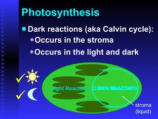 Photosynthesis Dark reactions (aka Calvin cycle): Occurs in the stroma Occurs in the light and dark Light Reaction Dark Reaction Light Reaction DARK REACTION stroma (liquid)   