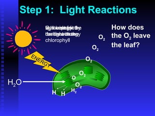 Step 1:  Light Reactions O 2 O 2 O 2 O 2  O 2 How does the O 2  leave the leaf? light energy reacts with the chlorophyll water is split by the light energy H is kept for the dark reaction O 2  is released O H 2 H 2 O H H ENERGY 