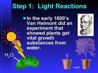 Step 1:  Light Reactions In the early 1600’s Van Helmont did an experiment that showed plants get vital growth substances from water. H 2 O ENERGY 