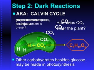 Step 2: Dark Reactions AKA:  CALVIN CYCLE CO 2 CO 2 CO 2 CO 2 H How does CO 2   enter the plant? H from the water split in the light reaction is present CO 2  enters the chloroplast the reactants H and CO 2  combine H glucose is the product Other carbohydrates besides glucose may be made in photosynthesis C 6 H 12 O 6 H + CO 2 