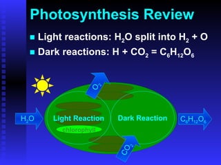 Photosynthesis Review Light reactions: H 2 O split into H 2  + O Dark reactions: H + CO 2  = C 6 H 12 O 6 H 2 O CO 2 C 6 H 12 O 6 O 2 chlorophyll Light Reaction Dark Reaction 
