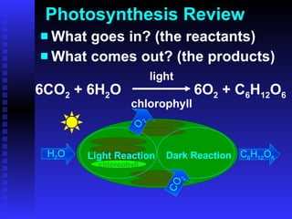 Photosynthesis Review What goes in? (the reactants) What comes out? (the products) H 2 O Light Reaction Dark Reaction CO 2 C 6 H 12 O 6 O 2 chlorophyll 6CO 2  + 6H 2 O  6O 2  + C 6 H 12 O 6 light chlorophyll 