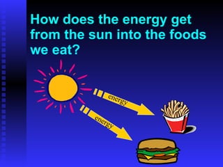 How does the energy get from the sun into the foods we eat? energy energy 