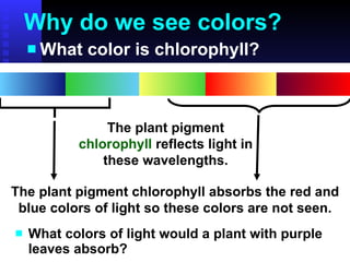 Why do we see colors? What color is chlorophyll? What colors of light would a plant with purple leaves absorb? The plant pigment  chlorophyll  reflects light in these wavelengths. The plant pigment chlorophyll absorbs the red and blue colors of light so these colors are not seen. 