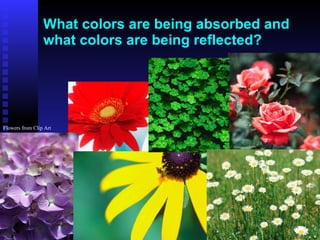 What colors are being absorbed and what colors are being reflected? Flowers from Clip Art 