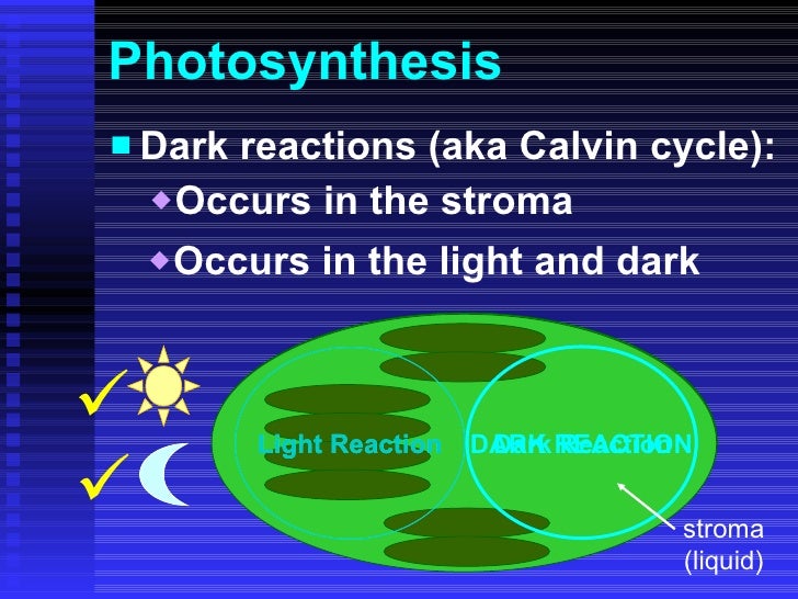 Photosynthesis ppt
