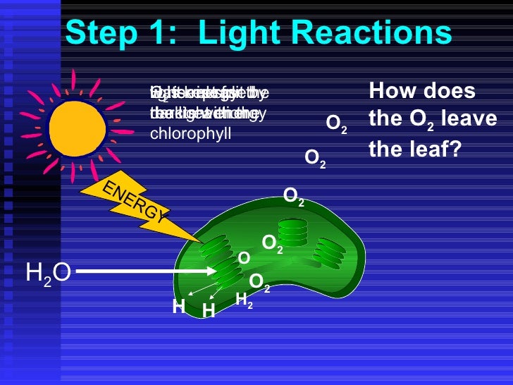 Photosynthesis ppt