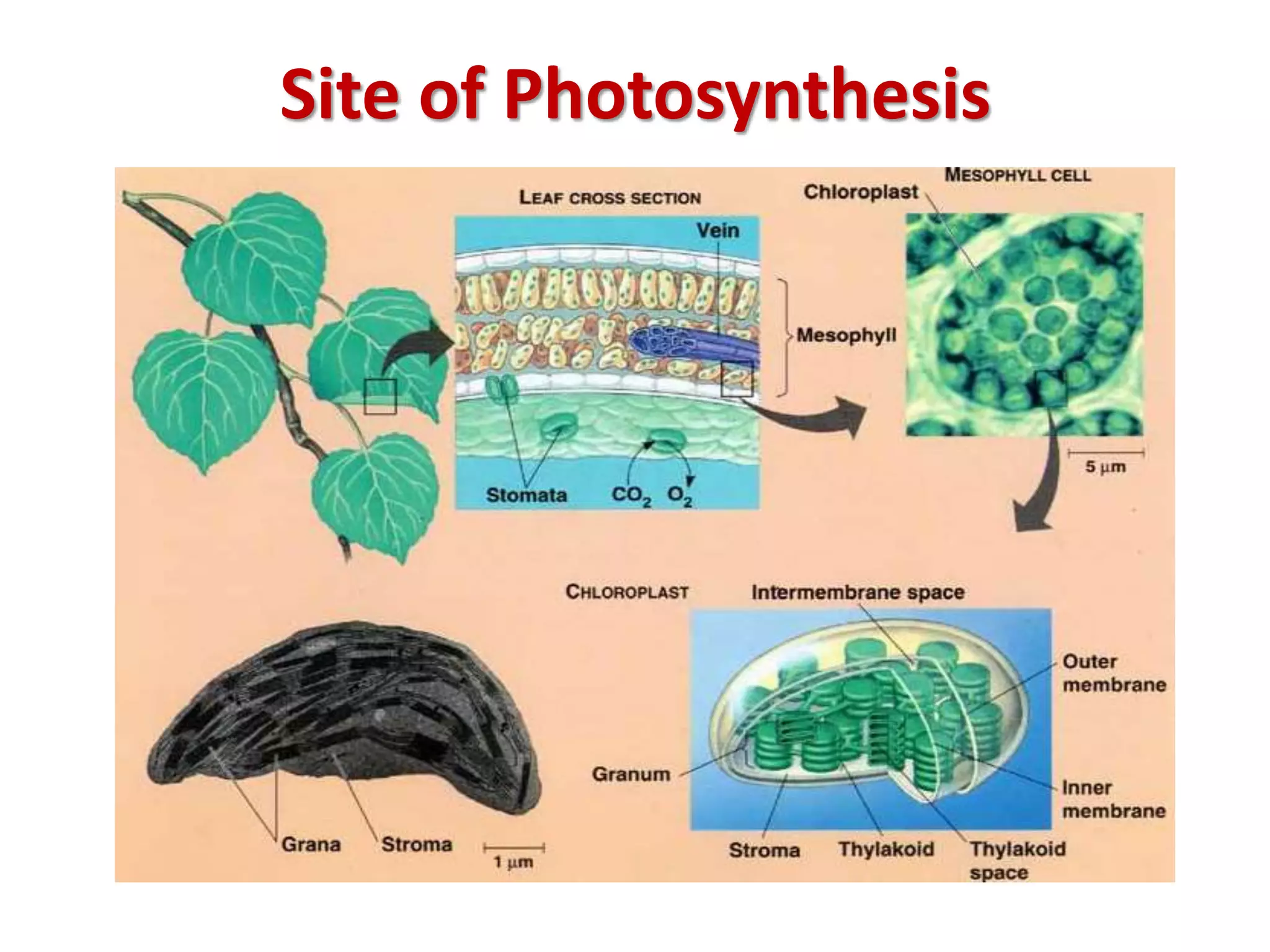 Topic Photosynthesis Photosynthesis | PPTX