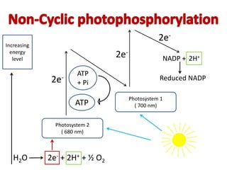 Increasing
energy
level
Photosystem 1
( 700 nm)
Photosystem 2
( 680 nm)
2e-
2e-
H2O 2e- + 2H+ + ½ O2
NADP + 2H+
Reduced NADP
2e-
ATP
+ Pi
ATP
 