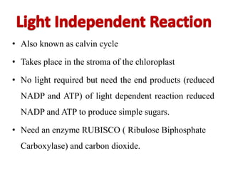 • Also known as calvin cycle
• Takes place in the stroma of the chloroplast
• No light required but need the end products (reduced
NADP and ATP) of light dependent reaction reduced
NADP and ATP to produce simple sugars.
• Need an enzyme RUBISCO ( Ribulose Biphosphate
Carboxylase) and carbon dioxide.
 