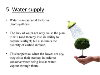 5. Water supply
• Water is an essential factor in
photosynthesis.
• The lack of water not only cause the plant
to wilt (and thereby lose its ability to
capture sunlight) but also limits the
quantity of carbon dioxide.
• This happens as when the leaves are dry,
they close their stomata in order to
conserve water being lost as water-
vapour through them.
 